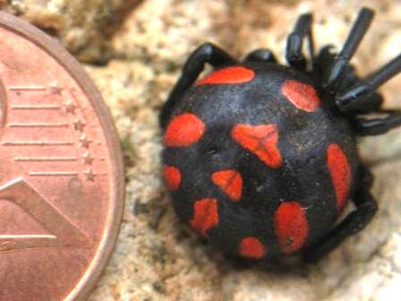 Latrodectes tredecimguttatus